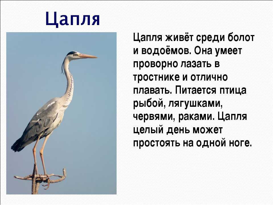 Givotinki.ru. египетская цапля: описание, особенности и среда обитания