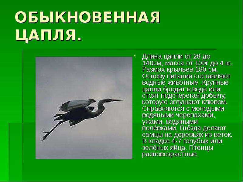 Желтоклювая цапля: описание и жизнедеятельность