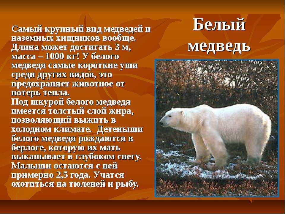 Белый медведь где обитает на каком. Белый медведь описание. Описание белогоимедаедя. Сообщение о белом медведе. Рассказ о белом медведе.
