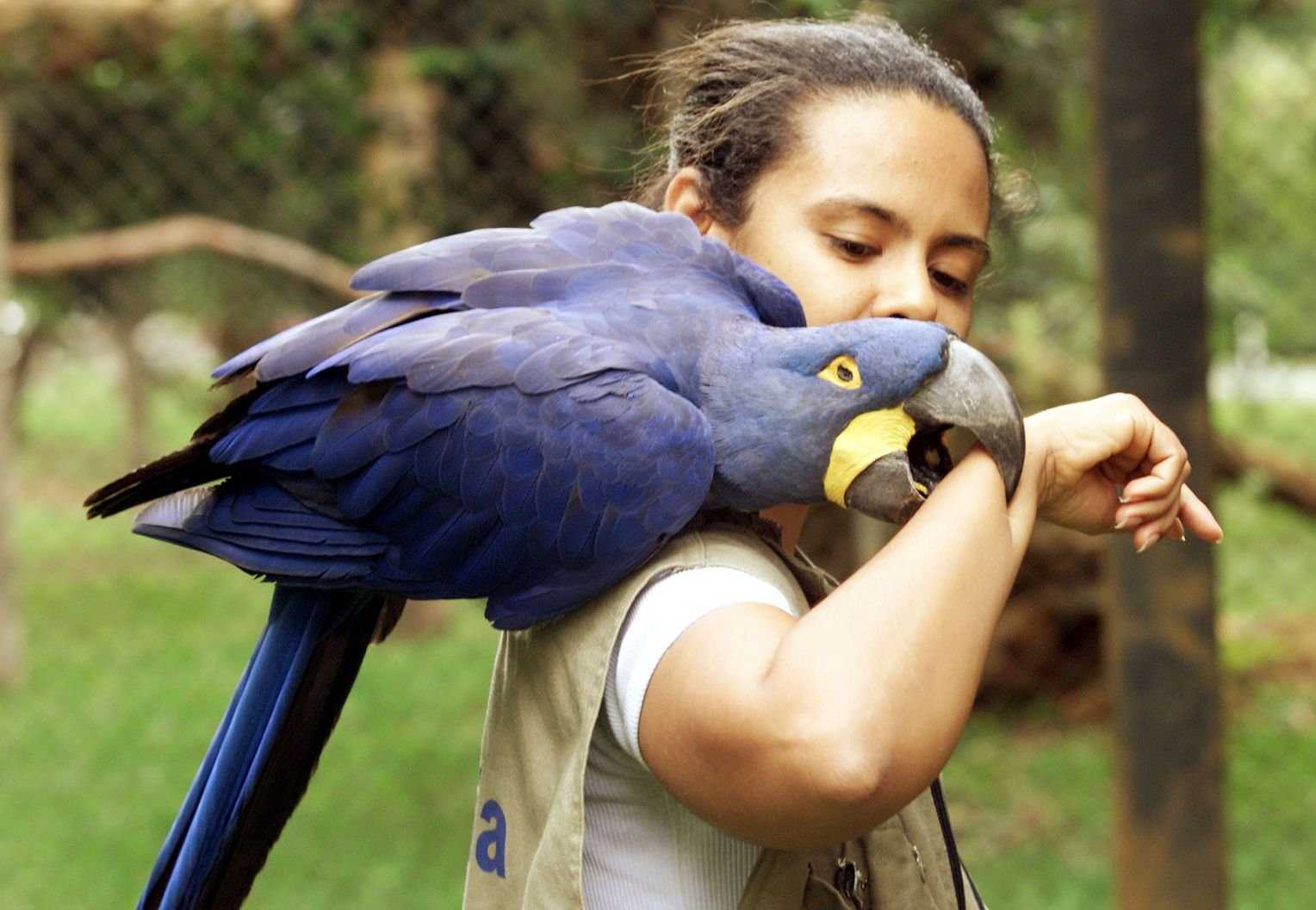 Топ-5 самых больших попугаев в мире