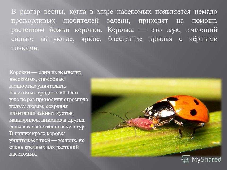 Самые интересные факты о насекомых :: syl.ru