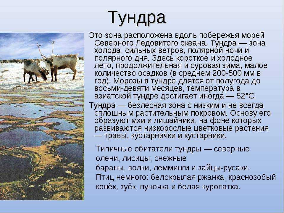 Тундра описание природной зоны. Рассказ о природной зоне тундра. Рассказ о зоне тундры 4 класс окружающий мир. Сообщение о тундре.