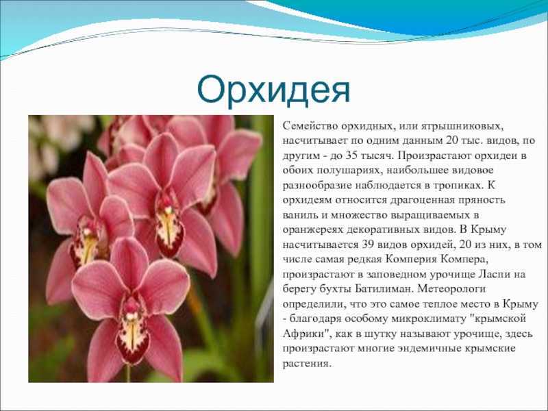 Об орхидее для детей: описание, загадки, факты, рассказы и легенды о растении - кратко обо всем самом интересном для ребенка