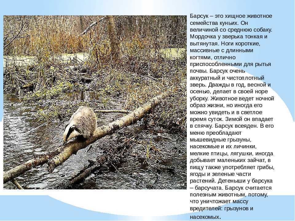 Барсук — внешний вид, где искать, образ жизни, питание, размножение + 88 фото