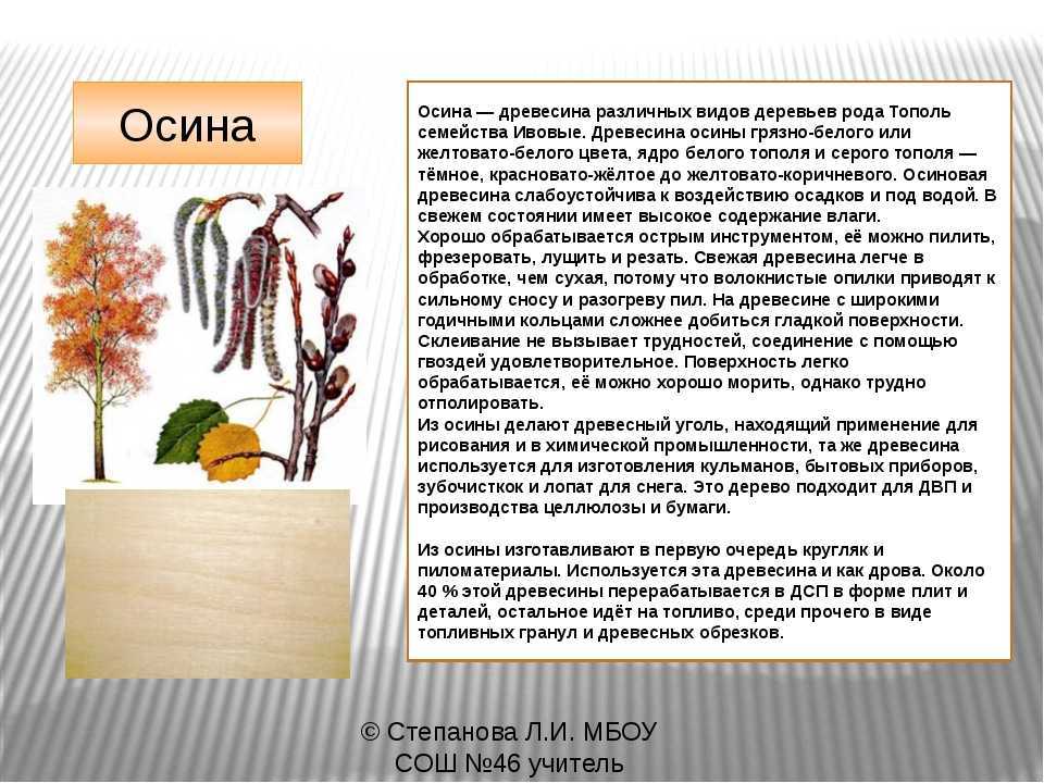 Свойства осины. Осина дерево описание. Осина характеристика дерева. Характеристика осины.