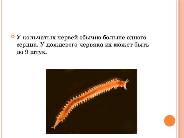 4.6.6. тип кольчатые черви. общая характеристика. биология [полный справочник для подготовки к егэ]