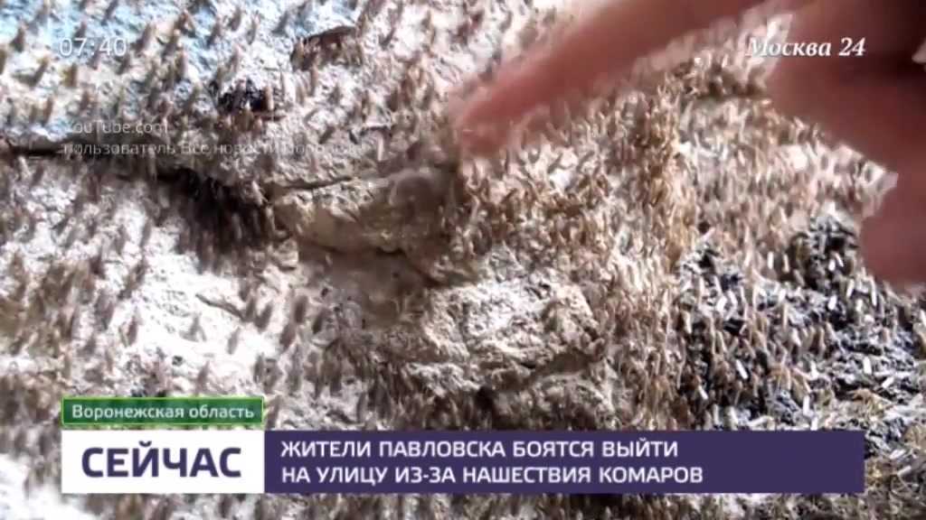 15 интересных фактов о комарах, которые вас удивят. почему они нас кусают? фото — ботаничка