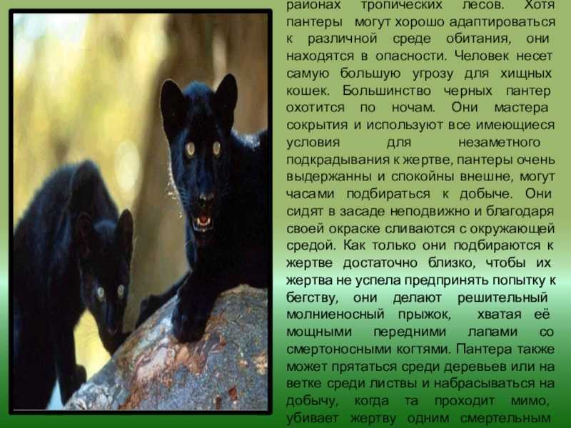 Самая большая дикая, хищная кошка в мире