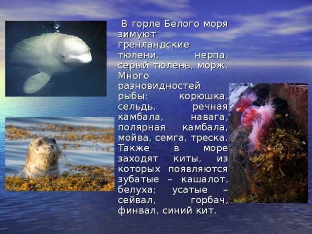 25 интересных фактов о белых медведях – zagge.ru