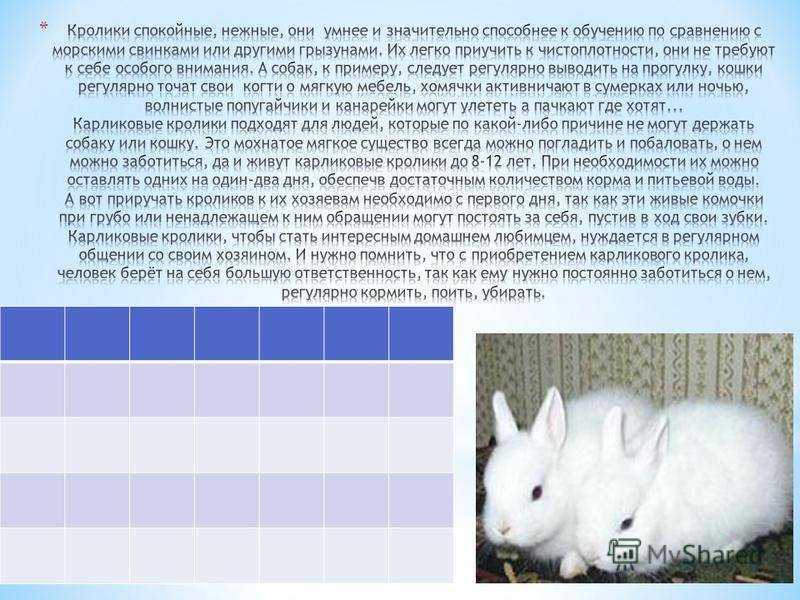 Самые интересные факты о зайцах