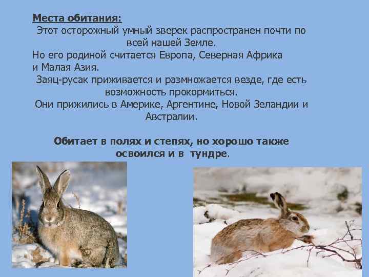 Заяц русак. образ жизни и среда обитания зайца русака