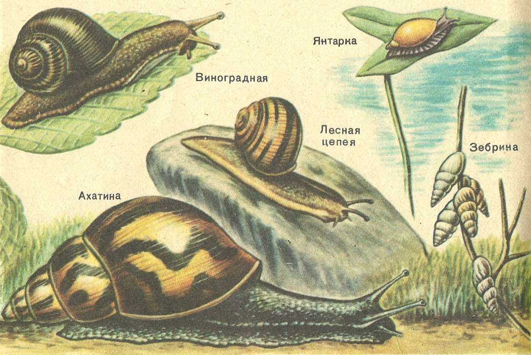 Беззубка обыкновенная: нервная система моллюска, жизненный цикл личинки, среда обитания, внутреннее строение, фото