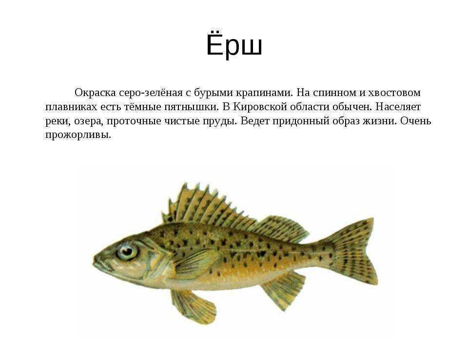 Рыбы описание для детей. Ерш описание рыбы. Описание рыб для детей. Сообщение о Ерше. Рыба Ерш Речной.