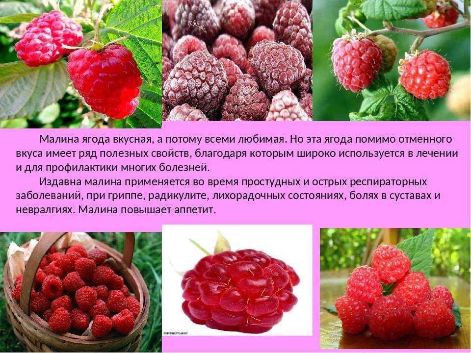 Малина обыкновенная - полезные свойства, описание, калорийность