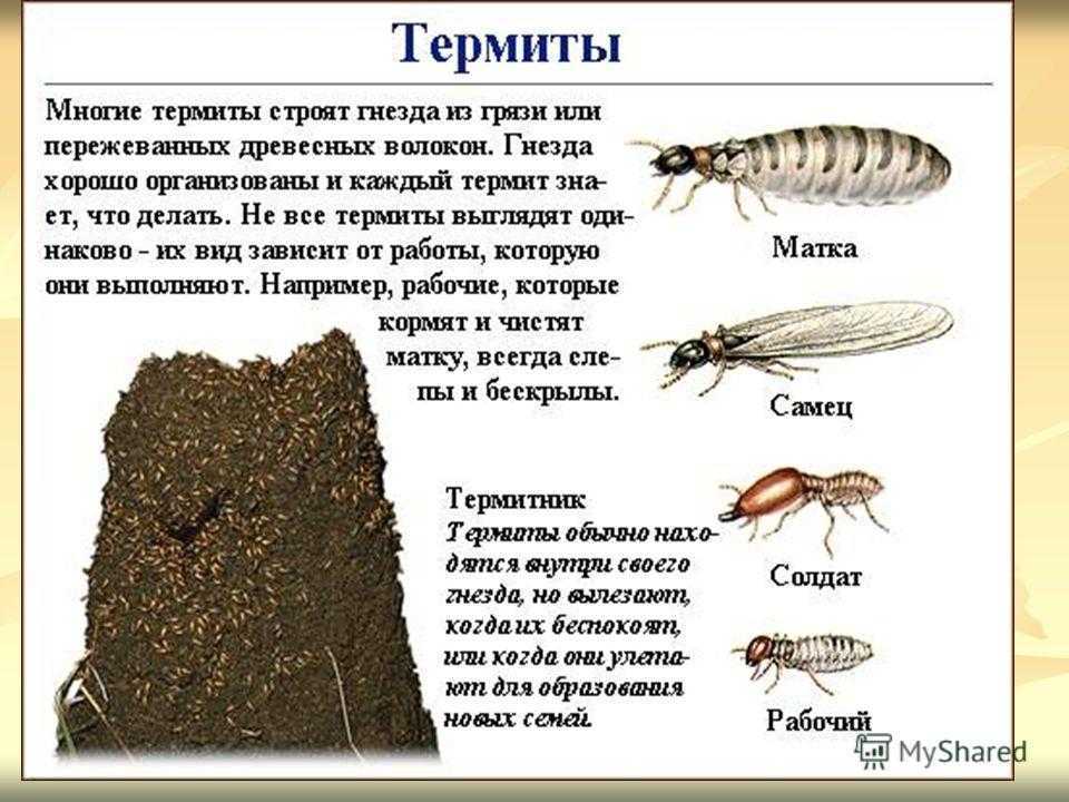 Животные тропического леса. описание, названия и особенности животных тропического леса | живность.ру