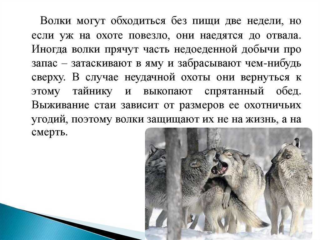 Чем питается волк: среда обитания, питание, выведение потомства
