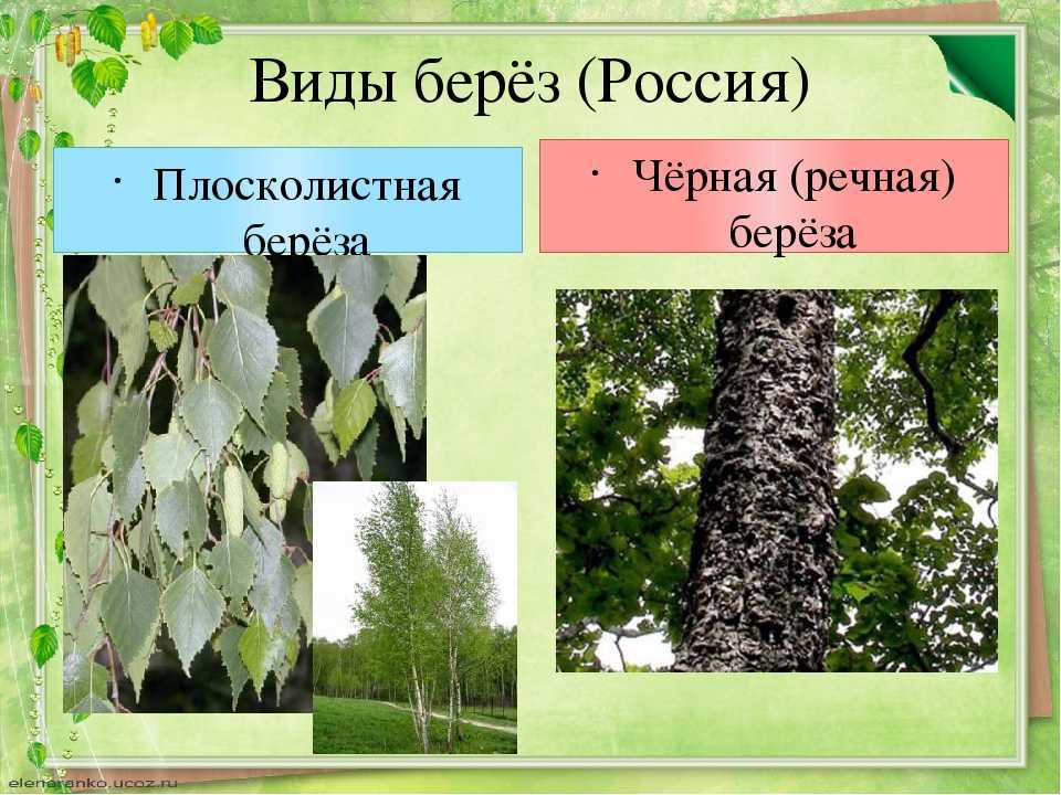 Береза обыкновенная - краткое описание и основные характеристики дерева