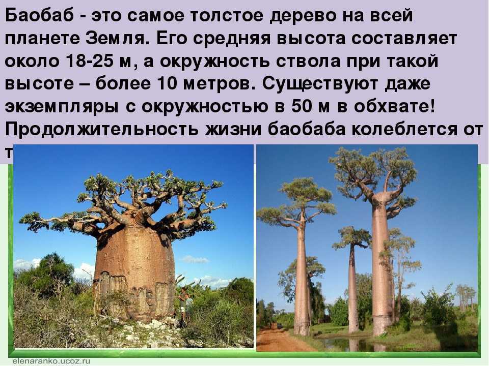 Воспользуйтесь текстом живет на свете баобаб. Самое толстое дерево в мире баобаб. Баобаб Продолжительность жизни 1 класс. Продолжительность жизни деревьев баобаб. Баобаб листья.