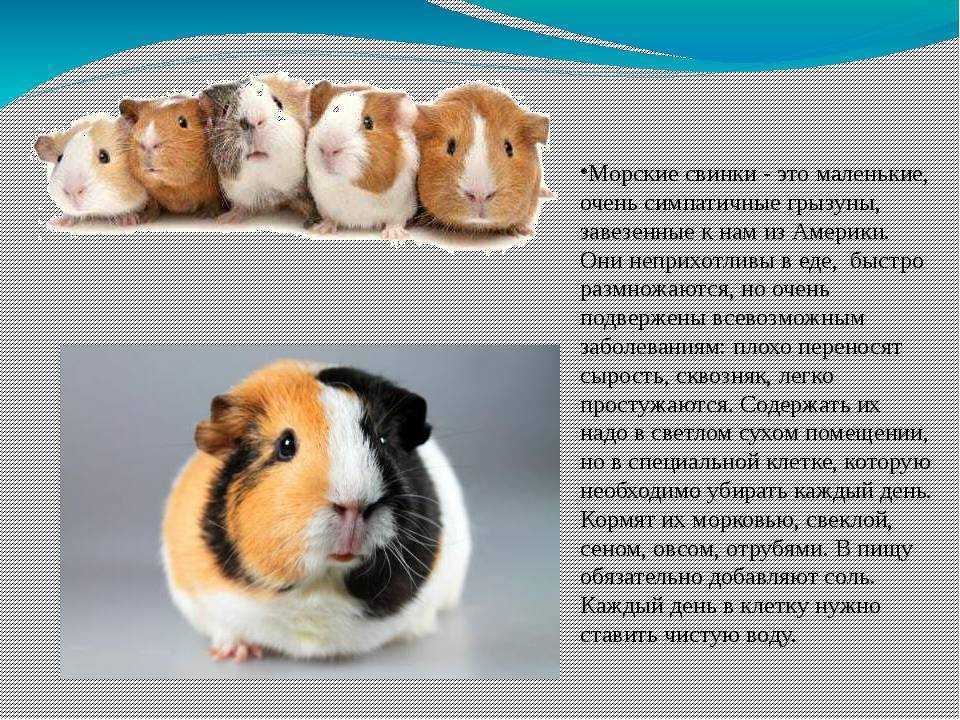 Интересные факты о морских свинках для детей и взрослых