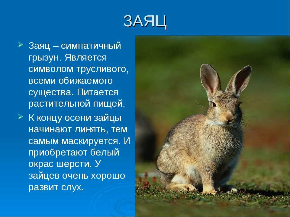 Заяц описание для детей. Заяц. Описание зайца. Информация о зайце. Рассказать о зайце.