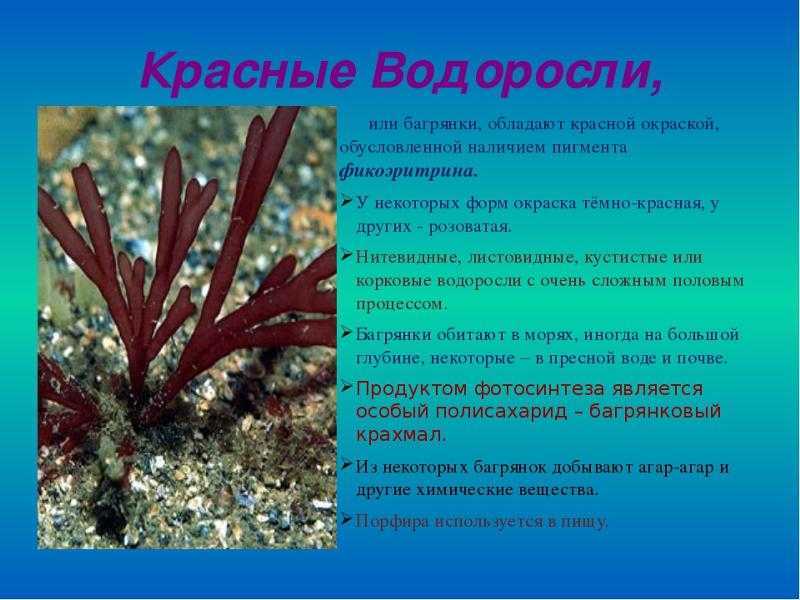 Интересные факты о водорослях