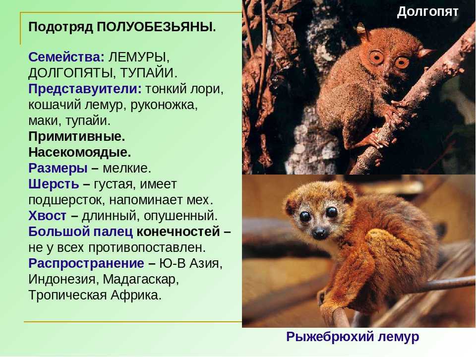 Лемур вари | описания и фото животных