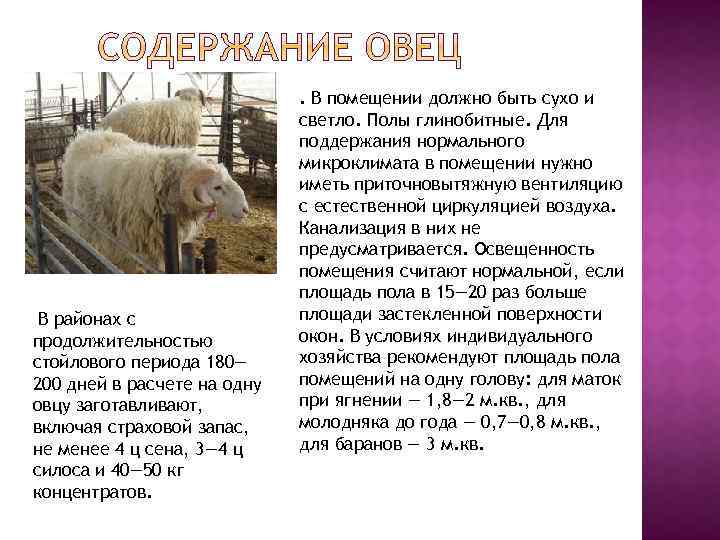✅ как называются детеныши овцы: маленький ребенок барана, ягненок, особенности