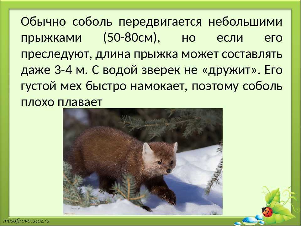 Млекопитающие животные: список, описание отрядов