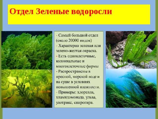 Интересные факты о водорослях: топ-10
