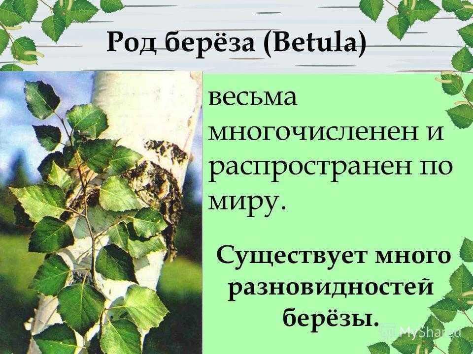Особенности и свойства древесины березы