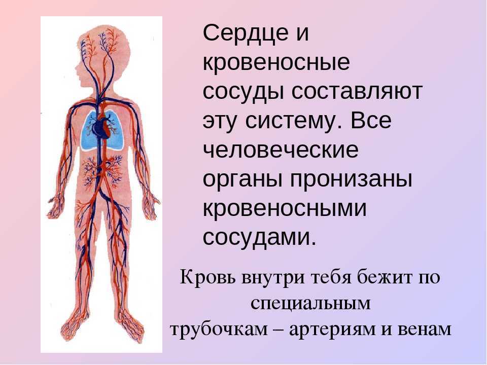 Сосудистая система человека образована сосудами трех. Кровеносная система человека кратко 4 класс. Органы кровеносной системы человека 3 класс. Кровеносная система человека для детей. Сердце и кровеносные сосуды.