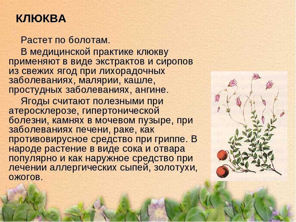 Ядовитые и съедобные лесные ягоды: как научить ребенка различать?