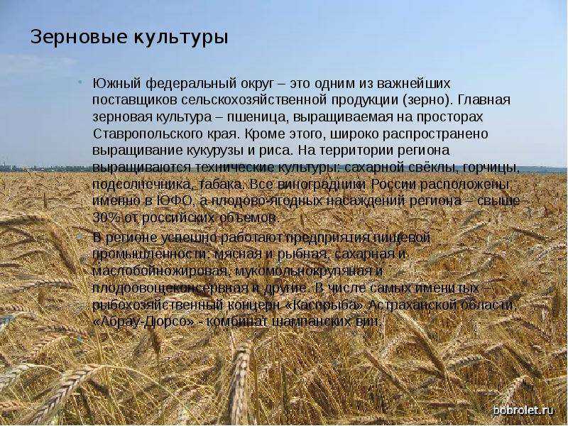 Основные виды сельского хозяйства в россии