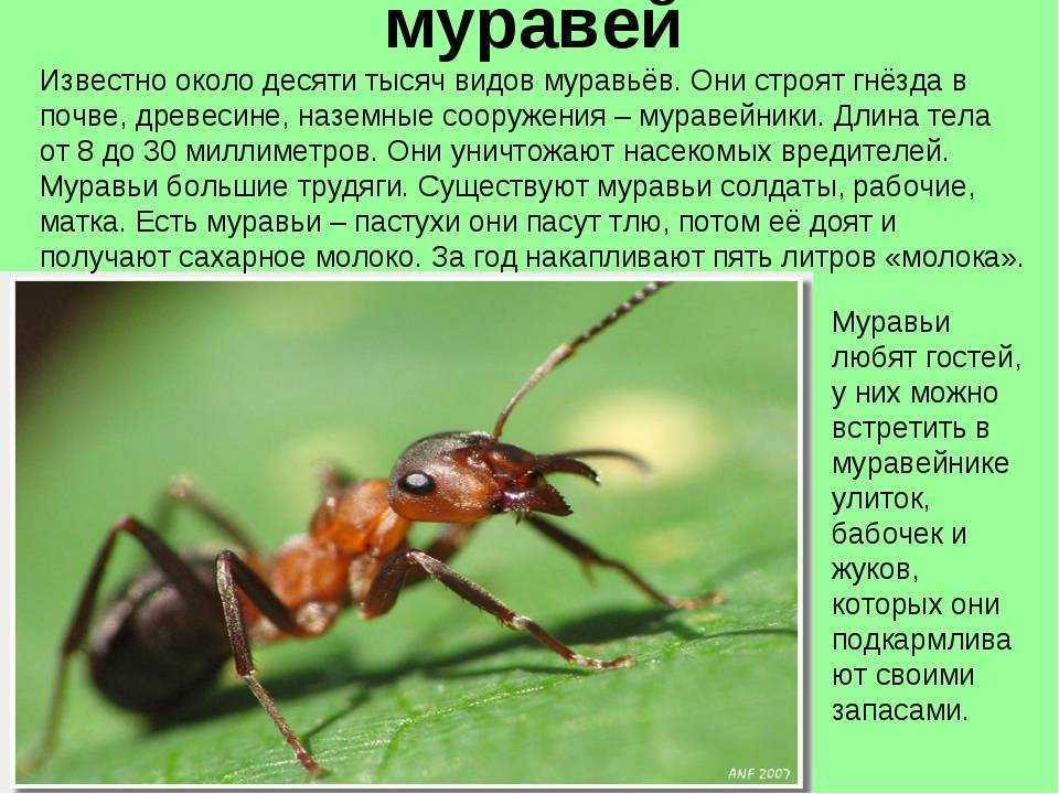 Топ-10 самых необычных насекомых в мире