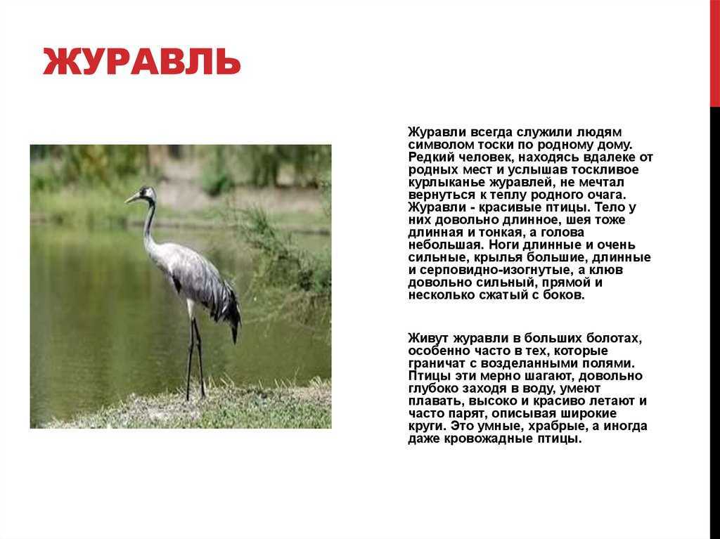 Цапля