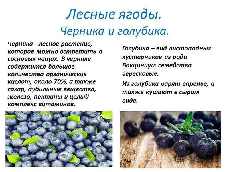 Черника. полезные свойства. противопоказания