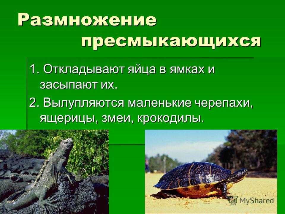 Кто такие пресмыкающиеся животные и рептилии, представители пресмыкающихся