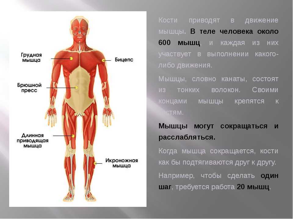 Осанка скелет и мышцы человека презентация 1 класс