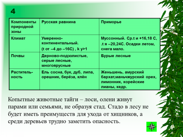 Доклад на тему тайга сообщение
