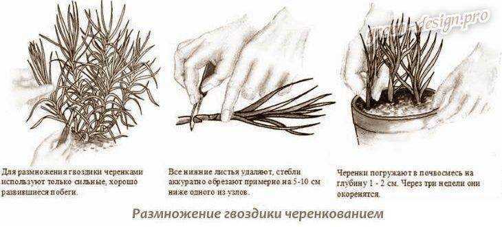 Гвоздика — цветок зевса — ботаничка