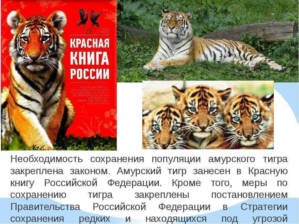 Виды и подвиды тигра: список, описание и фото