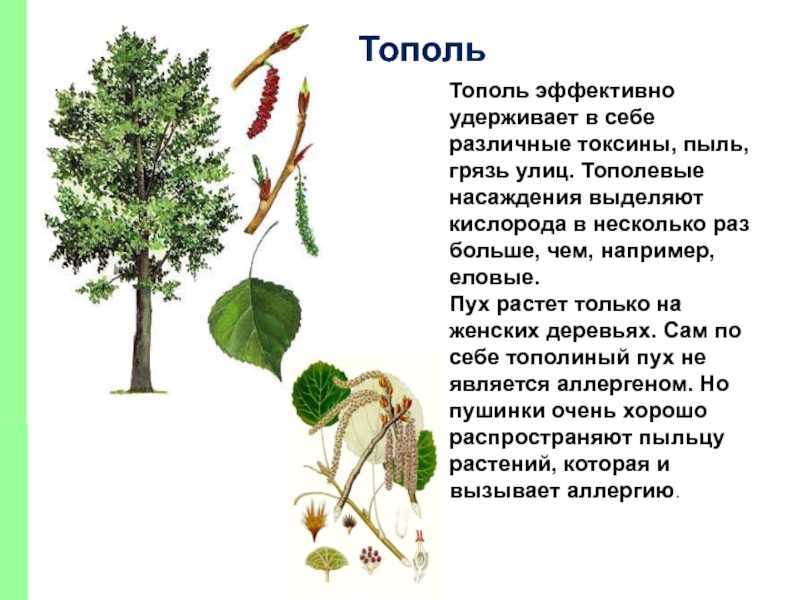Каким живым организмам можно отнести тополь серебристый. Осина дерево. Тополь дерево описание. Тополь двудомное растение. Листья деревьев с плодами Тополь.