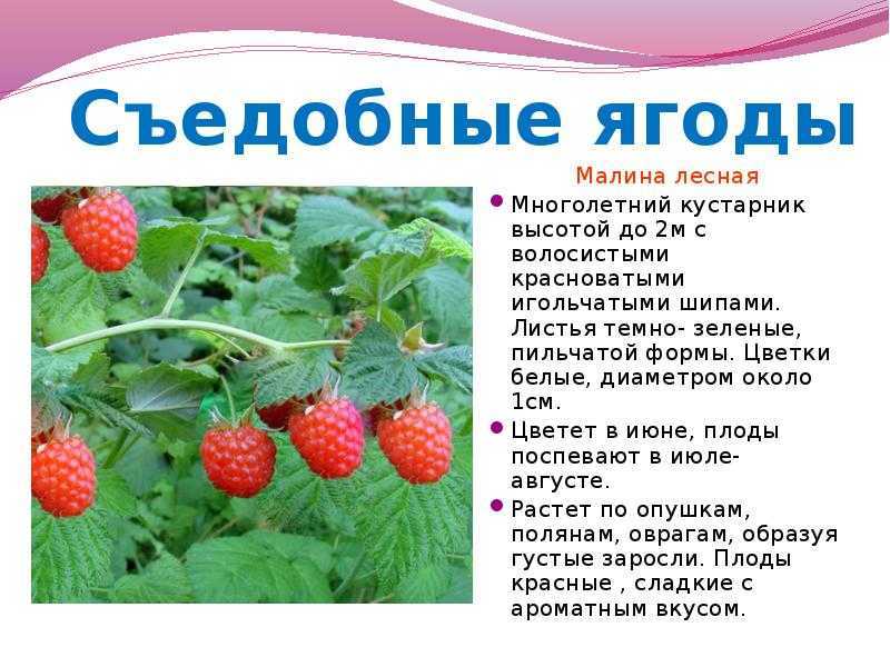 Какие ягоды растут на севере: название, описание, фото
