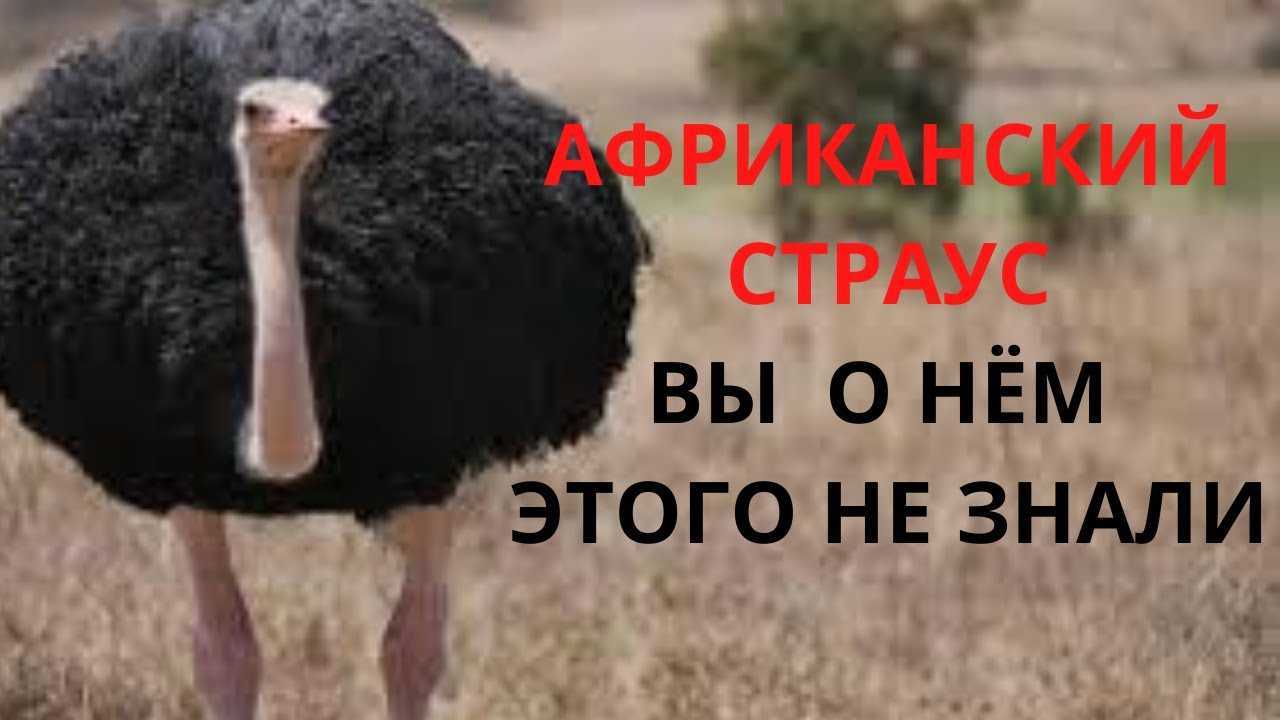 Любопытные факты о страусах :: инфониак