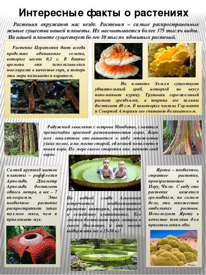 10 интересных фактов о животных