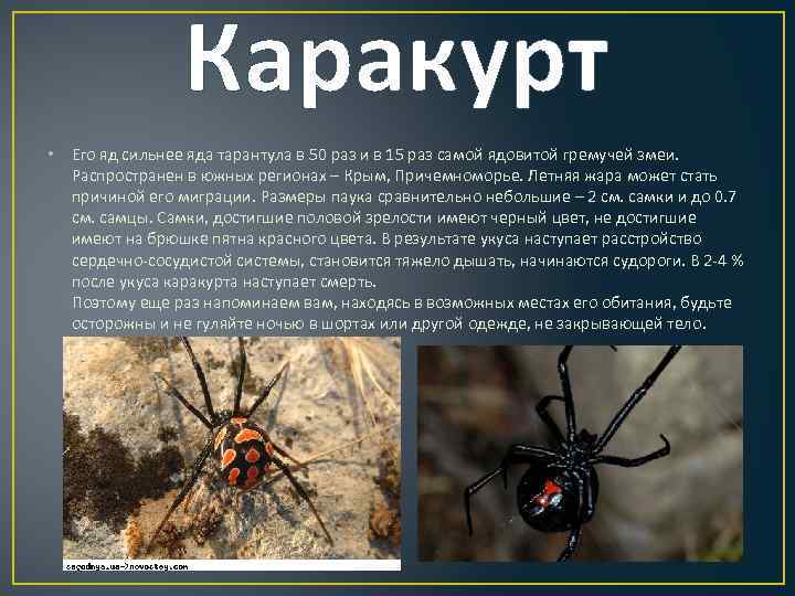 12 интересных фактов о тарантулах