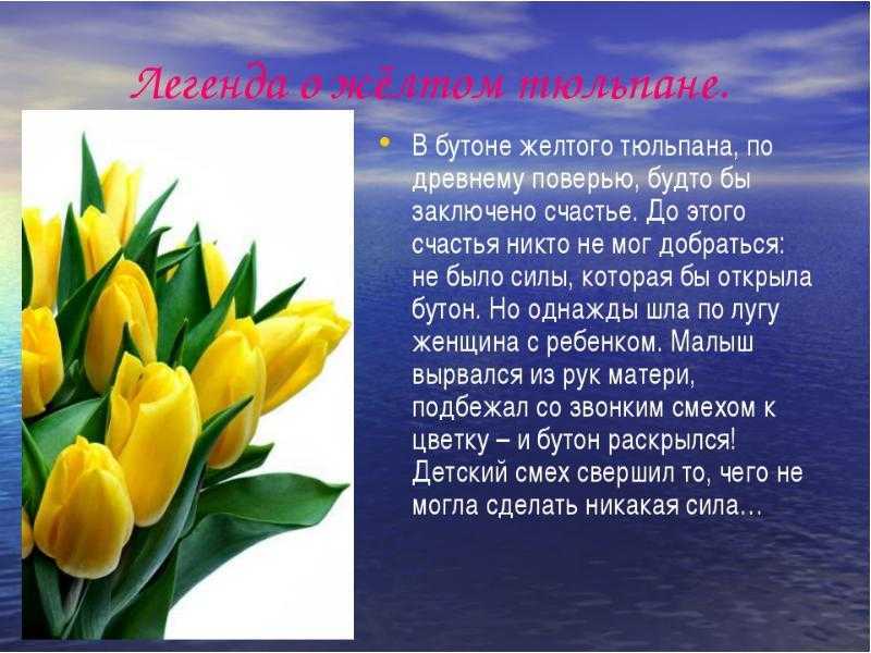 Тюльпан (tulipa). описание, виды и выращивание тюльпанов