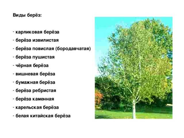 Белая берёза: описание, интересные факты (фото)