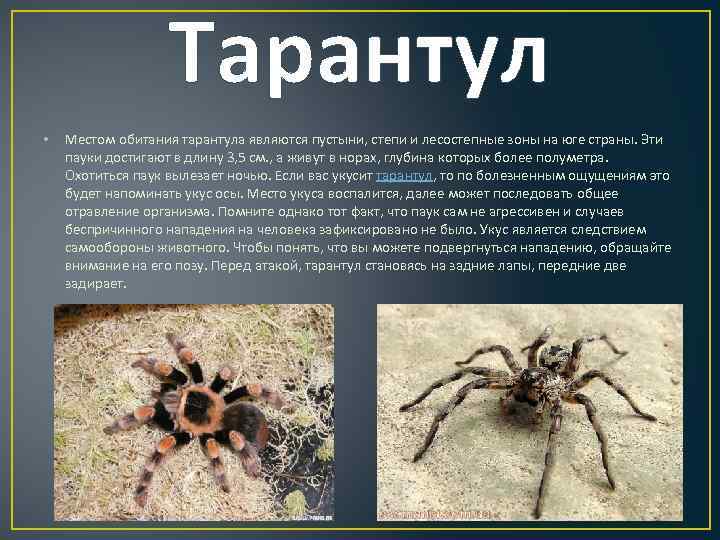 Опасен ли укус южнорусского тарантула для человека, действия при укусе