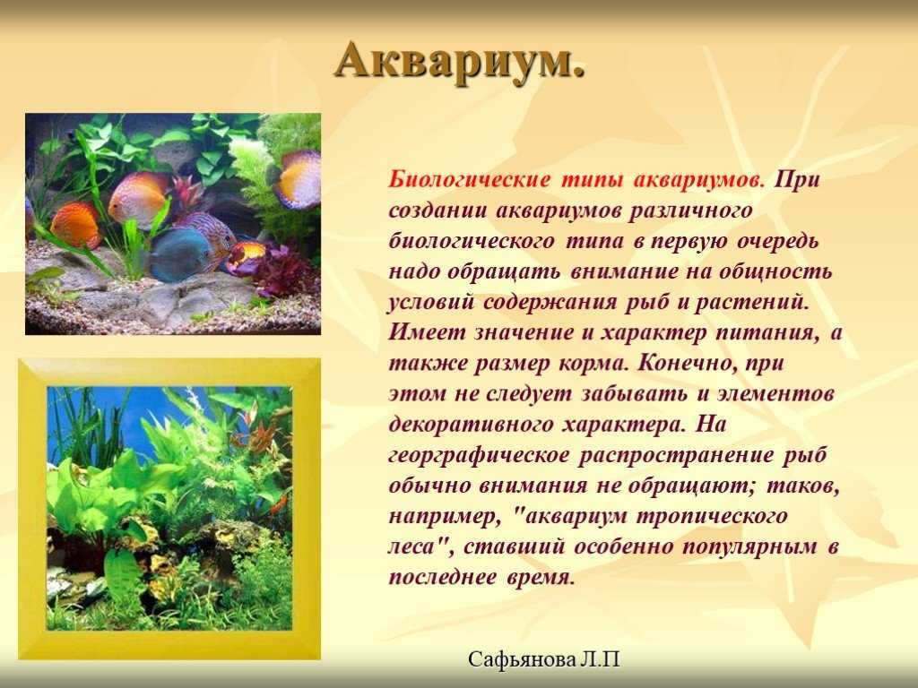 Для каких целей человек создает аквариум. Аквариум искусственная экосистема. Презентация на тему аквариум. Проект аквариум. Аквариум для презентации.